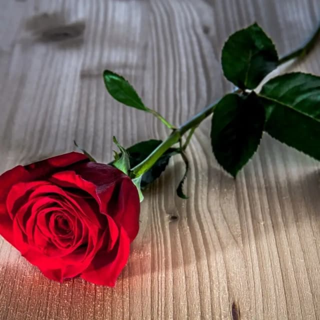 Fresh Red Roses