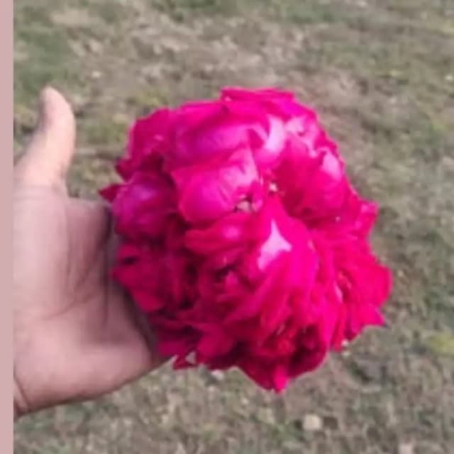 fresh gulab gajre Pair